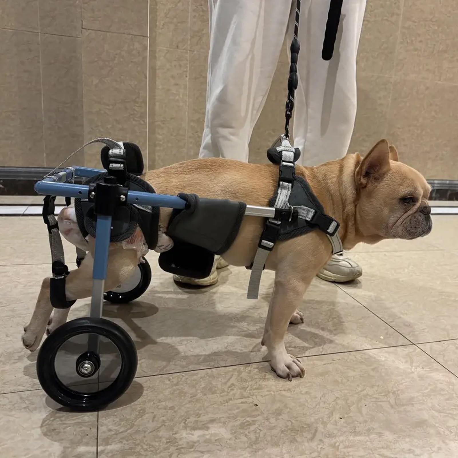 Amazon.co.jp: フレンチブルドッグ用調節可能犬用車いす | 後肢の可動